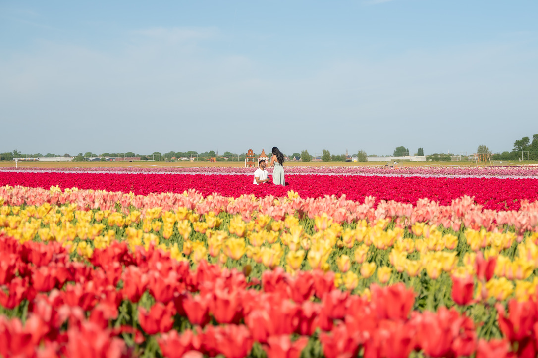Shajeethan and Sheffinea together beyond rows of red, yellow and pink tulips