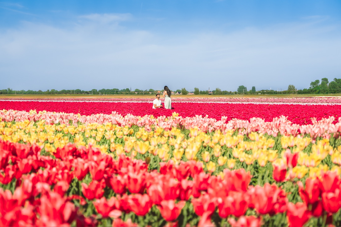 Shajeethan and Sheffinea in a sweeping field of colourful tulips